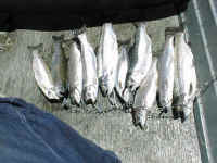 Two limits of big Crowley rainbow trout