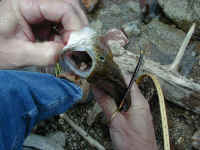 p6100026.jpg (61028 bytes)