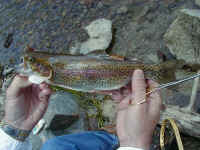 p6100027.jpg (63040 bytes)