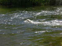 2006 055 (Custom).jpg (335363 bytes)