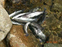 DSCN3348 (Large).JPG (174307 bytes)