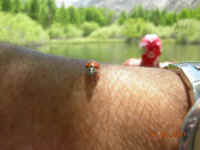 DSCN3399 (Large).JPG (62898 bytes)