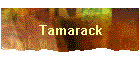Tamarack